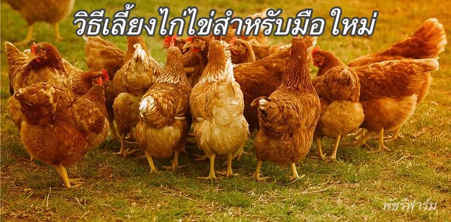 วิธีเลี้ยงไก่ไข่สำหรับมือใหม่